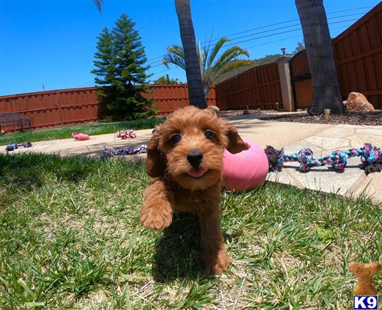 PuppyAvenue Picture 2